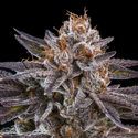 OMG (Ripper Seeds) Feminiserade