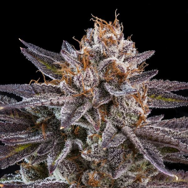 OMG (Ripper Seeds) Feminiserade