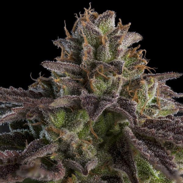KmintZ (Ripper Seeds) Feminiserade