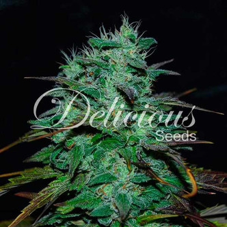 Chocobang (Delicious Seeds) feminiserade
