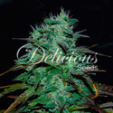 Chocobang (Delicious Seeds) Feminiserade