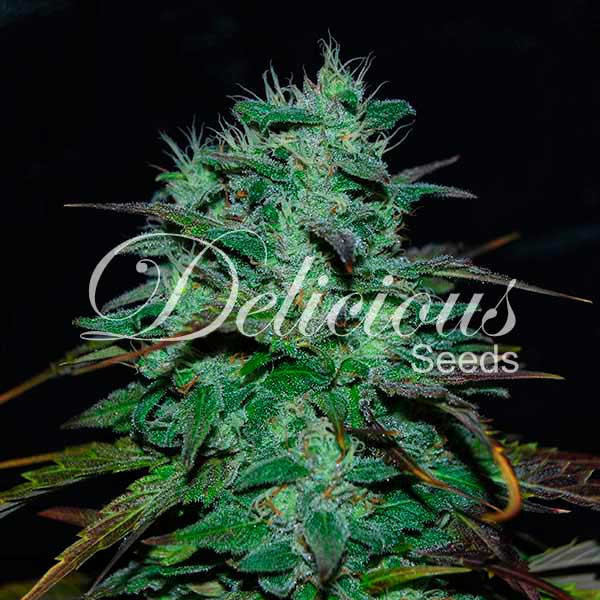 Chocobang (Delicious Seeds) Feminiserade