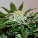 Descojack (Delicious Seeds) Feminiserade