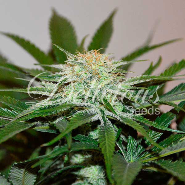Descojack (Delicious Seeds) Feminiserade