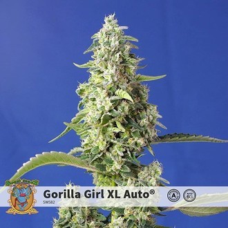 Gorilla Girl XL Auto (Sweet Seeds) Feminiserade