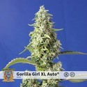 Gorilla Girl XL Auto (Sweet Seeds) Feminiserade