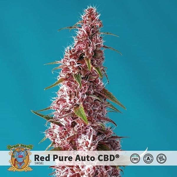 Red Pure Auto CBD (Sweet Seeds) Feminiserade