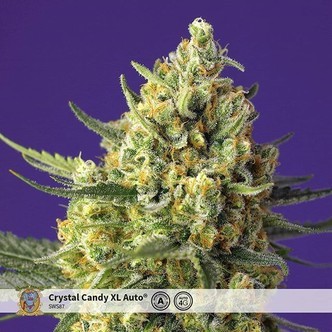 Crystal Candy XL Auto (Sweet Seeds) feminiserade cannabisfr&ouml;n
