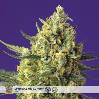 Crystal Candy XL Auto (Sweet Seeds) Feminiserade