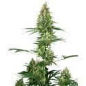 Silver Fire (Sensi Seeds) Feminiserade