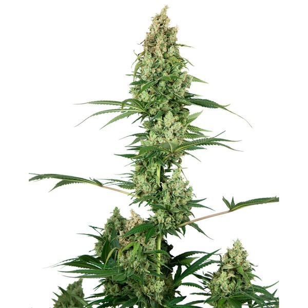 Silver Fire (Sensi Seeds) Feminiserade