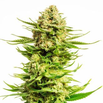 Indica Cream (Kannabia) Feminiserade
