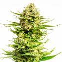 Indica Cream (Kannabia) Feminiserade