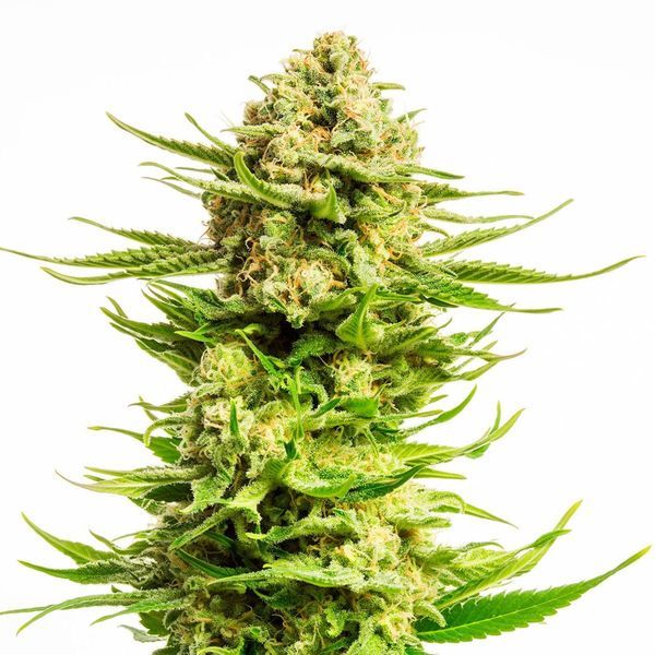 Indica Cream (Kannabia) Feminiserade