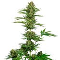 Satin Black Domina CBD (Sensi Seeds) Feminiserade