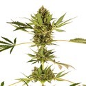 Himalayan CBD (Sensi Seeds) Feminiserade