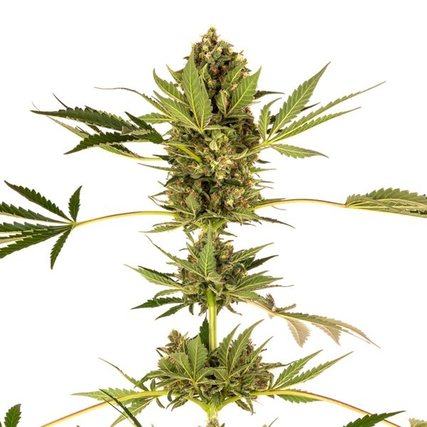 Himalayan CBD (Sensi Seeds) Feminiserade