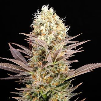 La Reina De Africa AKA Kaboom (Kannabia) feminiserade cannabisfr&ouml;n