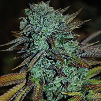 Expert Gorilla (Expert Seeds) Feminiserade
