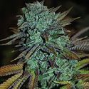 Expert Gorilla (Expert Seeds) Feminiserade