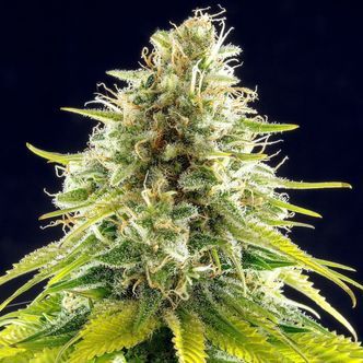 Matar&oacute; Blue (Kannabia) feminiserade cannabisfr&ouml;n