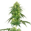 Strawberry Kush (White Label) Feminiserade
