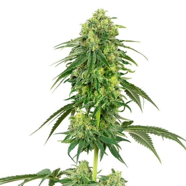 Strawberry Kush (White Label) Feminiserade