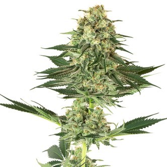 Banana Kush (White Label) feminiserade cannabisfr&ouml;n