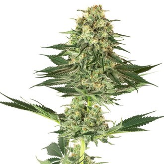 Banana Kush (White Label) Feminiserade