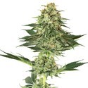 Banana Kush (White Label) Feminiserade