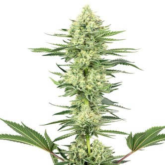 White Gorilla Haze (White Label) feminiserade cannabisfr&ouml;n