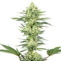 White Gorilla Haze (White Label) Feminiserade