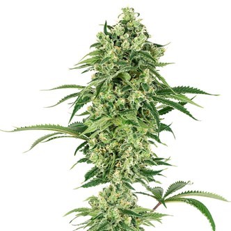 Double Banana Kush (White Label) feminiserade cannabisfr&ouml;n
