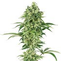 Double Banana Kush (White Label) Feminiserade