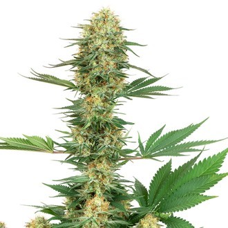 Gelato 420 (White Label) Feminiserade
