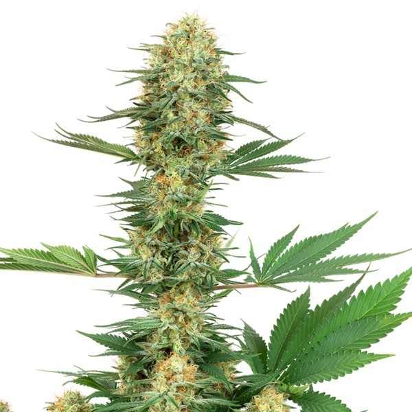 Gelato 420 (White Label) Feminiserade