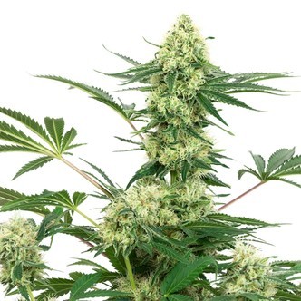 Wedding Cheesecake (White Label) feminiserade cannabisfr&ouml;n