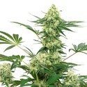 Wedding Cheesecake (White Label) Feminiserade