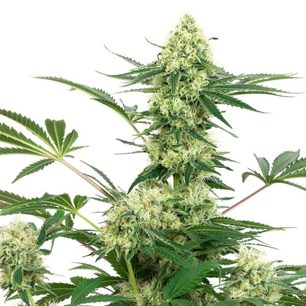 Wedding Cheesecake (White Label) Feminiserade