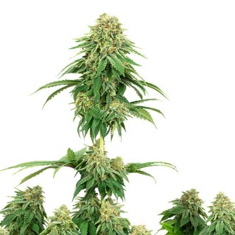 Girl Scout Cookies (White Label) feminiserade cannabisfr&ouml;n