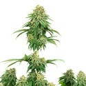 Girl Scout Cookies (White Label) Feminiserade
