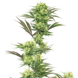 Guava Jelly (White Label) feminiserade