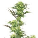 Guava Jelly (White Label) Feminiserade