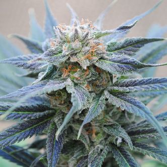 Skunk+ (Kannabia) feminiserade cannabisfr&ouml;n