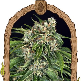 Sir Jack Auto Pure CBD (Exotic Seed) feminiserade