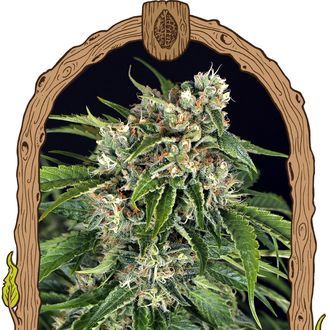 Sir Jack Auto Pure CBD (Exotic Seed) Feminiserade