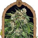 Sir Jack Auto Pure CBD (Exotic Seed) Feminiserade