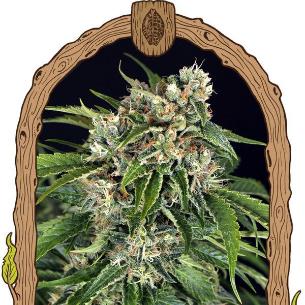 Sir Jack Auto Pure CBD (Exotic Seed) Feminiserade