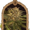 Doctor Greenman Pure CBD (Exotic Seed) Feminiserade