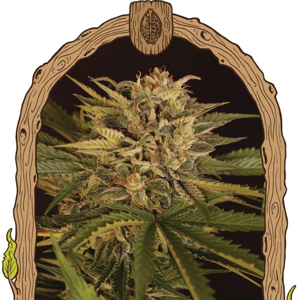 Doctor Greenman Pure CBD (Exotic Seed) Feminiserade